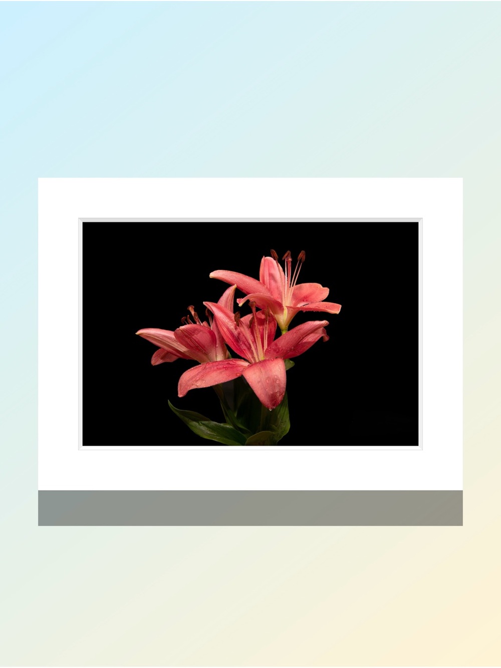 Matted Pink Lily Floral Wall Art Print